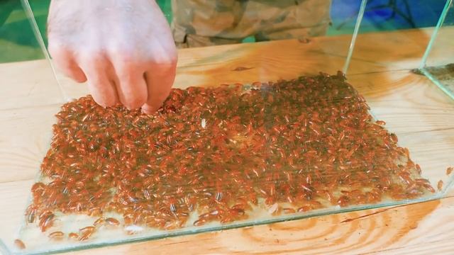 1000 тараканов против 1000 муравьев. кто победит? смотреть онлайн