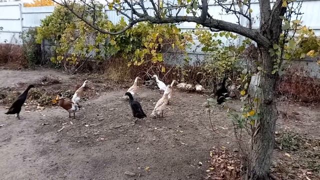 #УткиИндийскийБегунок смотреть онлайн