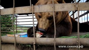 Медведь Андрюша ест тушенку (июнь 2014)