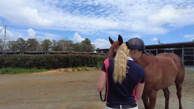 Falvelon x Dubai Gal Gelding -7th December 2021 Update смотреть онлайн