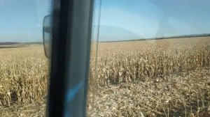 Кукуруза 2019 октябрь