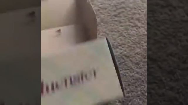 Pampers Voxbox смотреть онлайн