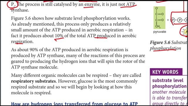 Ethiopian Grade 11 Biology Unit 5 p_2 How is ATP Produced? смотреть онлайн