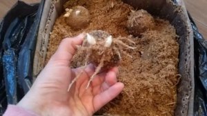 СУПЕР СПОСОБ проращивание картофеля в  опилках часть 2