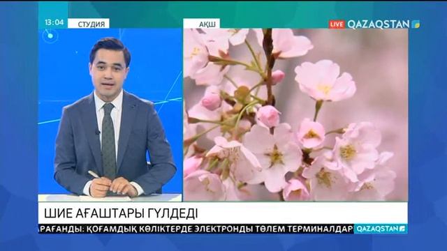 Вашингтонда шие ағаштары гүлдей бастады смотреть онлайн