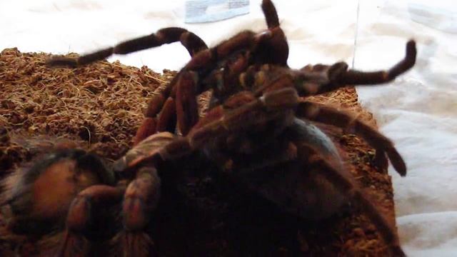 Pamphobeteus platyomma mating pt.2 смотреть онлайн