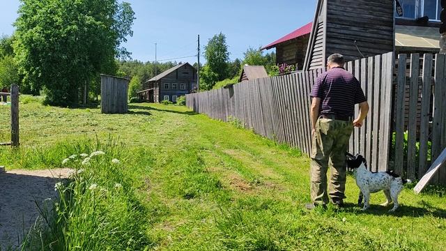 Обучение спаниеля (Аля) : Подача. "Вперед" смотреть онлайн