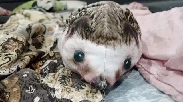 Куда хренобус пропал и новости📰 смотреть онлайн