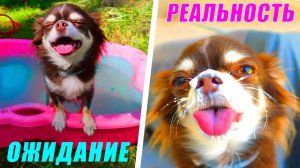 Лето мечты или кошмар? Каникулы глазами собаки 😳🐶