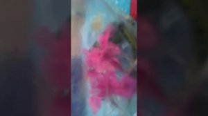 Как ухаживать за бабочками