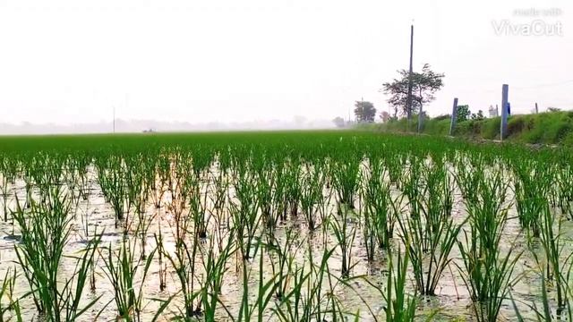 FARM SHOTS | CINEMATIC VIDEO смотреть онлайн