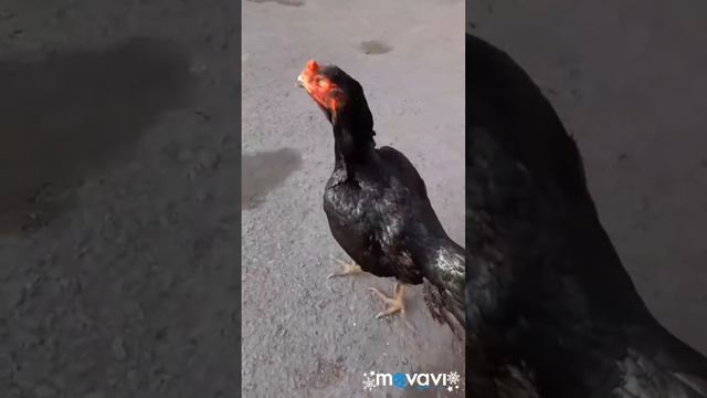 ДАКАН. Бойцовский петух смотреть онлайн