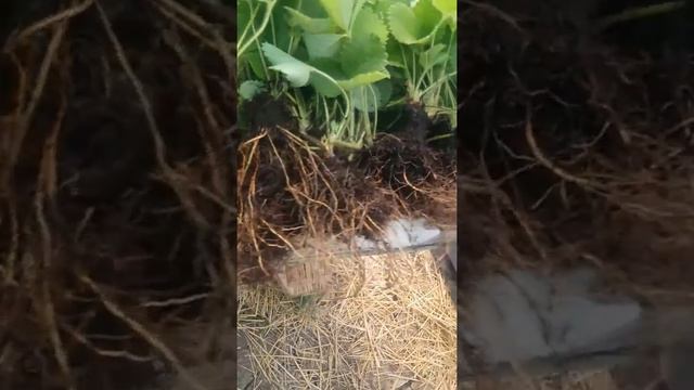 Теплицы и тепличный бизнес. Клубника смотреть онлайн