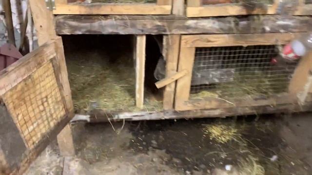 Самочки родили 10+ смотреть онлайн