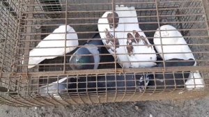 Впервые встречаю такую породу голубей на ярмарке. Нашёл на ярмарке своего голубя. Bird Market.