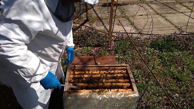 Расширяю слабачков, борюсь с клещом смотреть онлайн