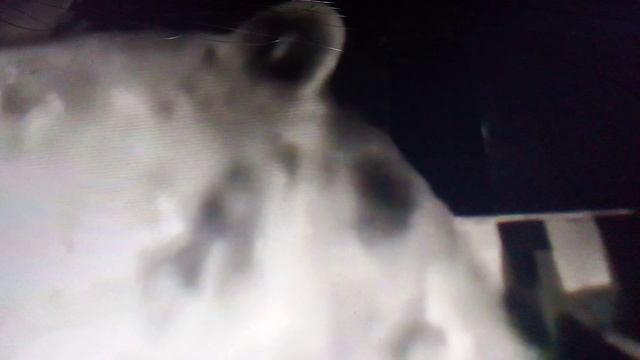 Медведи проникают внутрь домов к людям. Очень необычно и самодостойно.