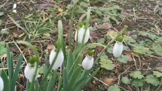 Весна спешит к нам//🌱🌱🌱 смотреть онлайн