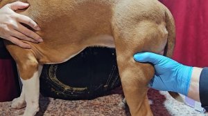 Как правильно делать внутримышечные уголы собакам