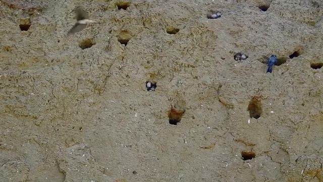 Sand martins Reculver beach, Kent смотреть онлайн