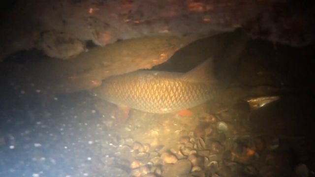 Подводная охота (Что скрывается в мутной воде...) смотреть онлайн