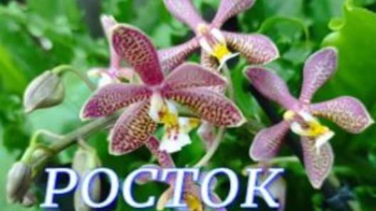 №1006/ МОРЕ шикарных ОРХИДЕЙ в с/ц РОСТОК смотреть онлайн