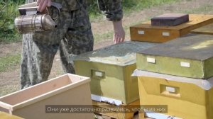 Как делают пчелопакеты