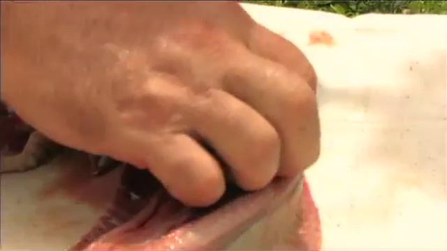 Florida's Venomous Snakes 08/10 - Rattlesnake Dissection смотреть онлайн