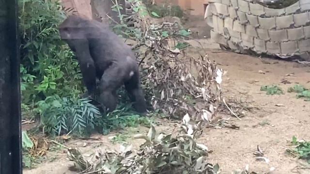Baby gorilla slips and falls boldly at a high place, on purpose? 🅷🅾🆃【KyotoZoo, Gorilla Kintaro смотреть онлайн
