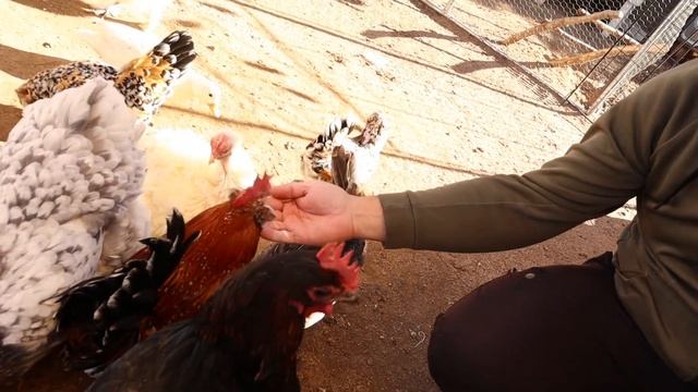 5 Daily TREATS for Chickens смотреть онлайн