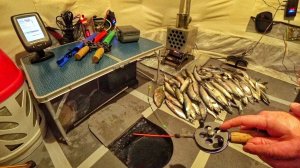 ПОЙМАЛ ЦЕЛУЮ КУЧУ РИПУСА! Ловля рипуса на озере Увильды