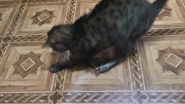 Кошка играется с оливкой, прежде чем съесть смотреть онлайн