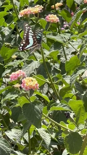 Titlee Udi ud jo chali🦋 смотреть онлайн