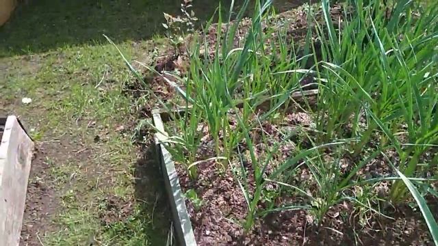 Мульча для чеснока. смотреть онлайн