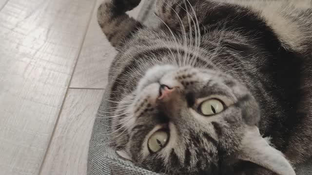 Кошачье блаженство. Наша кошка Шера нежится на своей лежанке брюхом вверх и ерзает на спине. 2103024