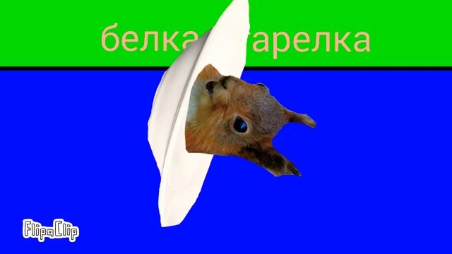Белка тарелка смотреть онлайн