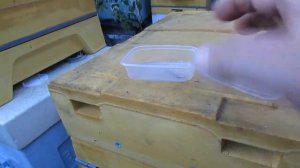 обработка пчел в июне, от клеща Варроа пихтовым маслом по новой методике