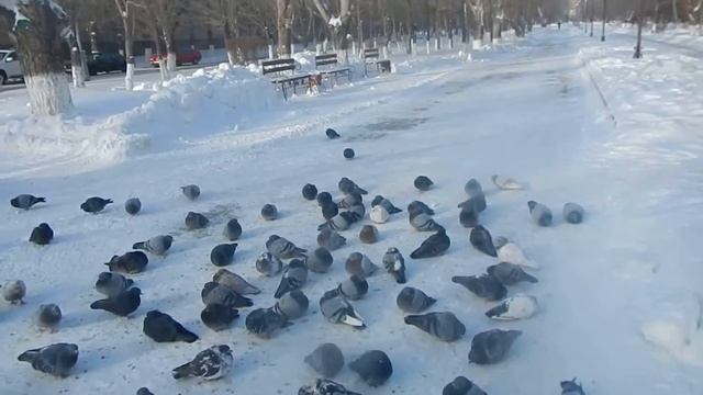 Голуби на улице Тулепова, бывшем загибе Бульвара Мира смотреть онлайн