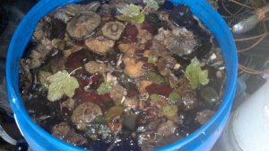 Как солить черные грузди