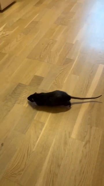 Крысы собрались на прогулку смотреть онлайн