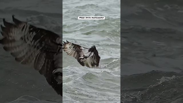Crazy Osprey struggles with massive fish and gets pulled under three times and almost drowns. #bird смотреть онлайн