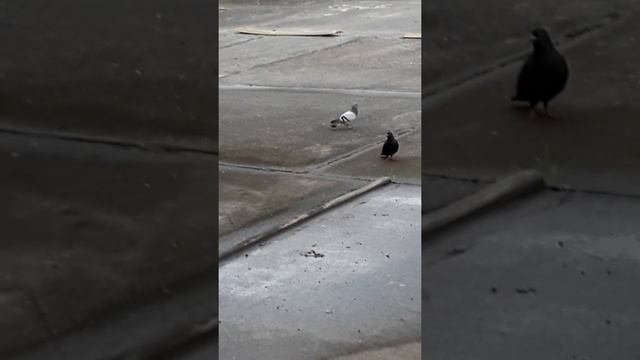 Pigeon performs CPR on dying mate😪😪 смотреть онлайн