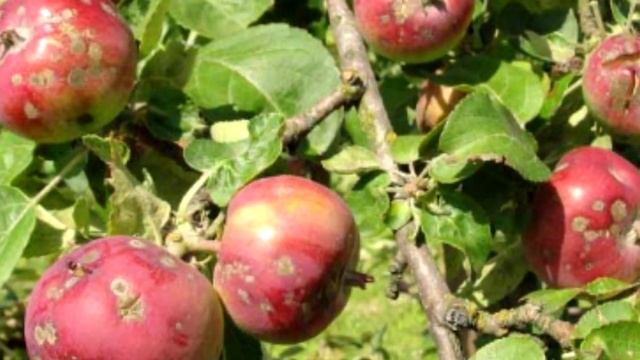 Сад. Болезни и вредители. Обработки в мае. смотреть онлайн