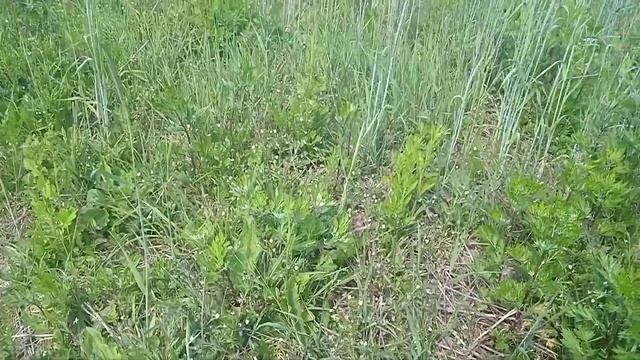 Проезжая мимо поля... смотреть онлайн