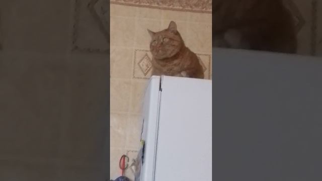 Фанерник !)) (4) смотреть онлайн