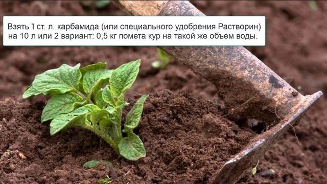 Чем подкормить картофель смотреть онлайн