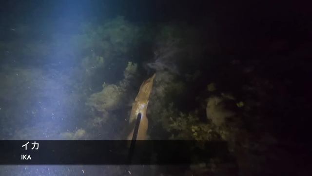 潮が引いた後、リーフの外で巨大な巻貝を捕まえます！【某YouTuberさんに届け！】 смотреть онлайн