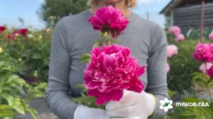 Aviateur Bleriot peony. Авиатор Брелиот пион. Пулков сад