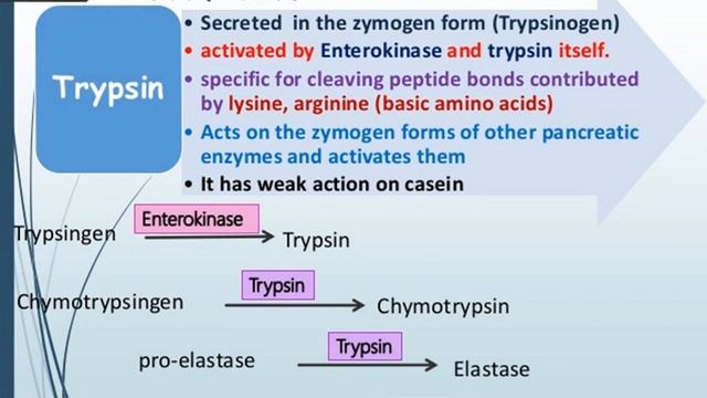 Digestion & absorption of proteins смотреть онлайн