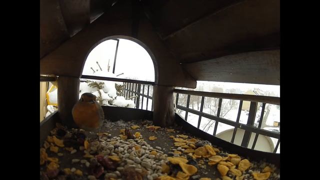 Rudzik, (Erithacus rubecula), European Robin, Rotkehlchen, Roodborst,Зарянка смотреть онлайн